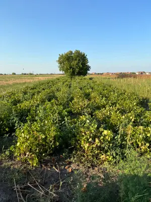 Grünes Feld mit einzelnen Reihen von Pflanzen und einem Baum im Hintergrund unter klarem, blauem Himmel – Sinnbild für natürliche Landwirtschaft und Ursprung der Produkte