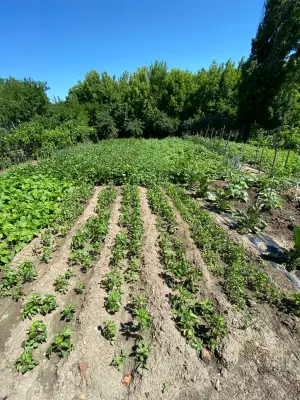 Reihenweise gepflanztes Gemüse auf einem kleinen Feld umgeben von Bäumen – ein Symbol für naturnahen, traditionellen Gemüseanbau