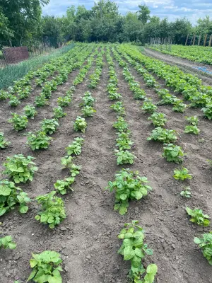 Reihenweise gepflanztes Gemüse auf einem gepflegten Feld mit dichter Vegetation im Hintergrund – Symbol für strukturierten, naturnahen Anbau