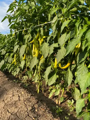 Nahaufnahme von gelbgrünen Paprikapflanzen, die in Reihen auf einem Feld wachsen – Symbol für frischen, naturnahen Anbau