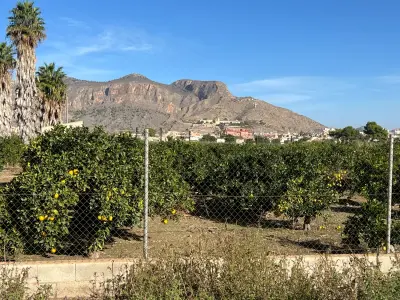 Zitrusplantage mit gelben Früchten vor einer Bergkulisse unter blauem Himmel – Symbol für traditionelle Landwirtschaft in fruchtbaren Regionen